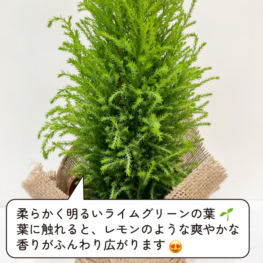 ゴールドクレスト ウィルマ ミニツリー 4号 本物 観葉植物 卓上 常緑樹 