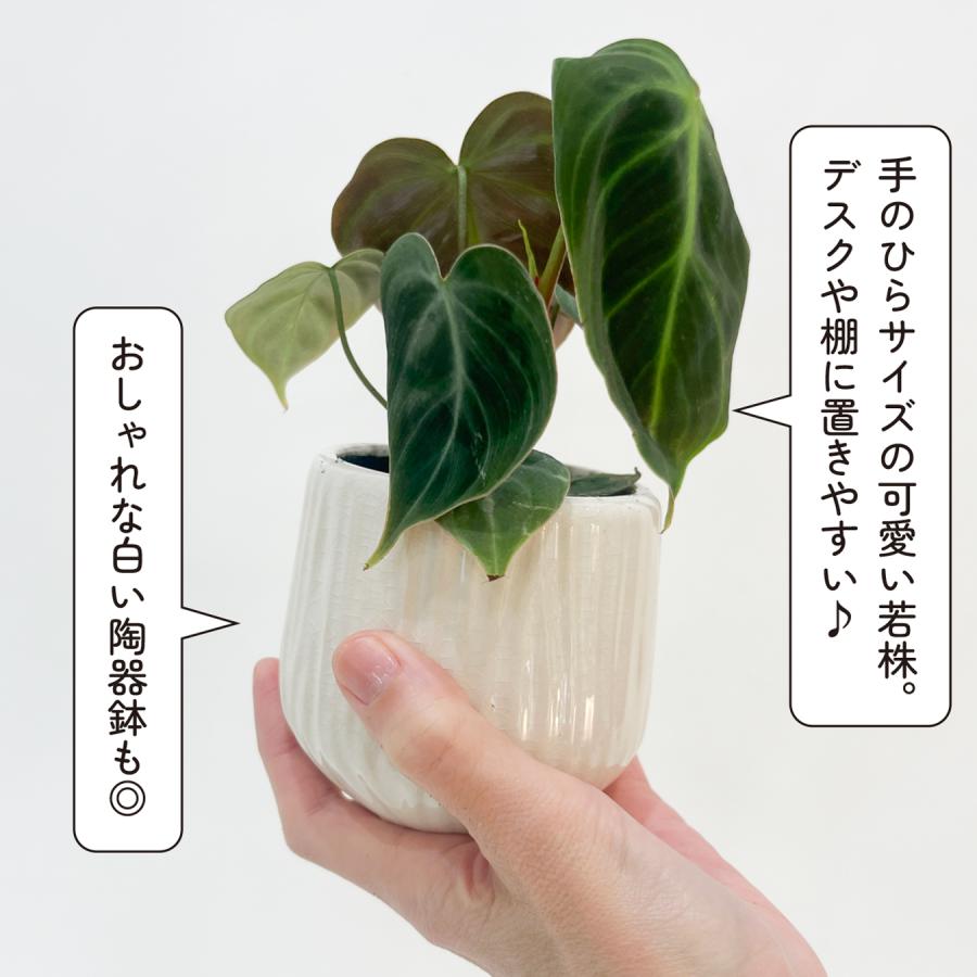 フィロデンドロン エルチョコレッド 3号鉢 若株｜ベルベット ハートの