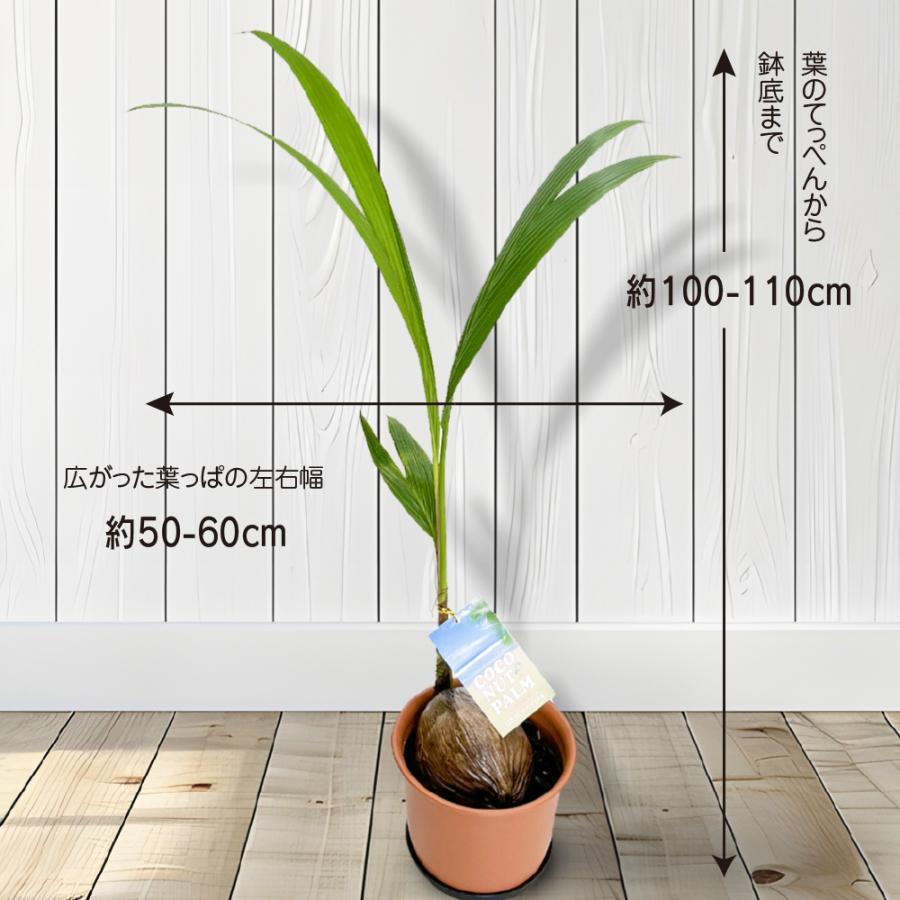 ココ椰子 ツヤツヤの葉 7号鉢 観葉植物 おしゃれ 南国ムード 濃い
