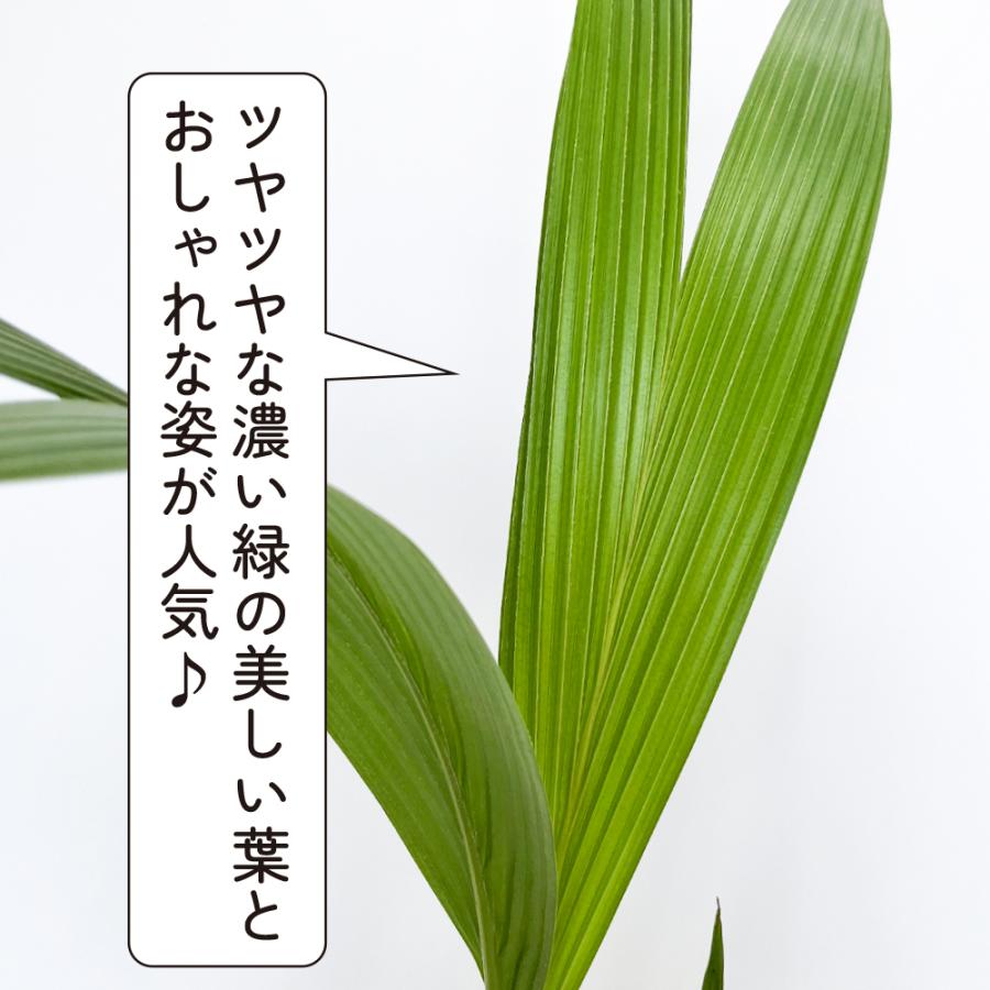 ココ椰子 ツヤツヤの葉 7号鉢 観葉植物 おしゃれ 南国ムード 濃い