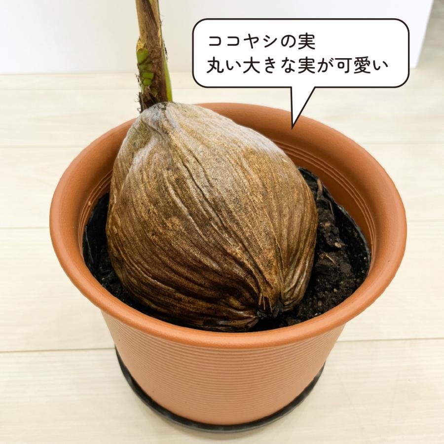 ココ椰子 ツヤツヤの葉 7号鉢 観葉植物 おしゃれ 南国ムード 濃い