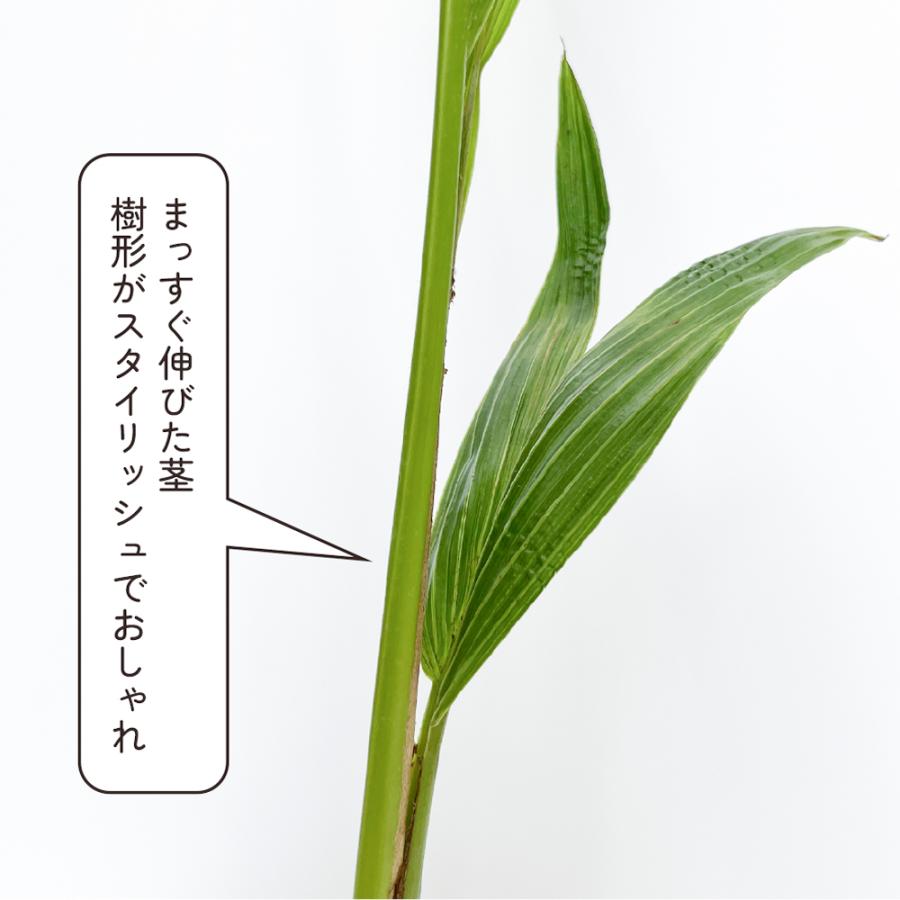 ココ椰子 ツヤツヤの葉 7号鉢 観葉植物 おしゃれ 南国ムード 濃い