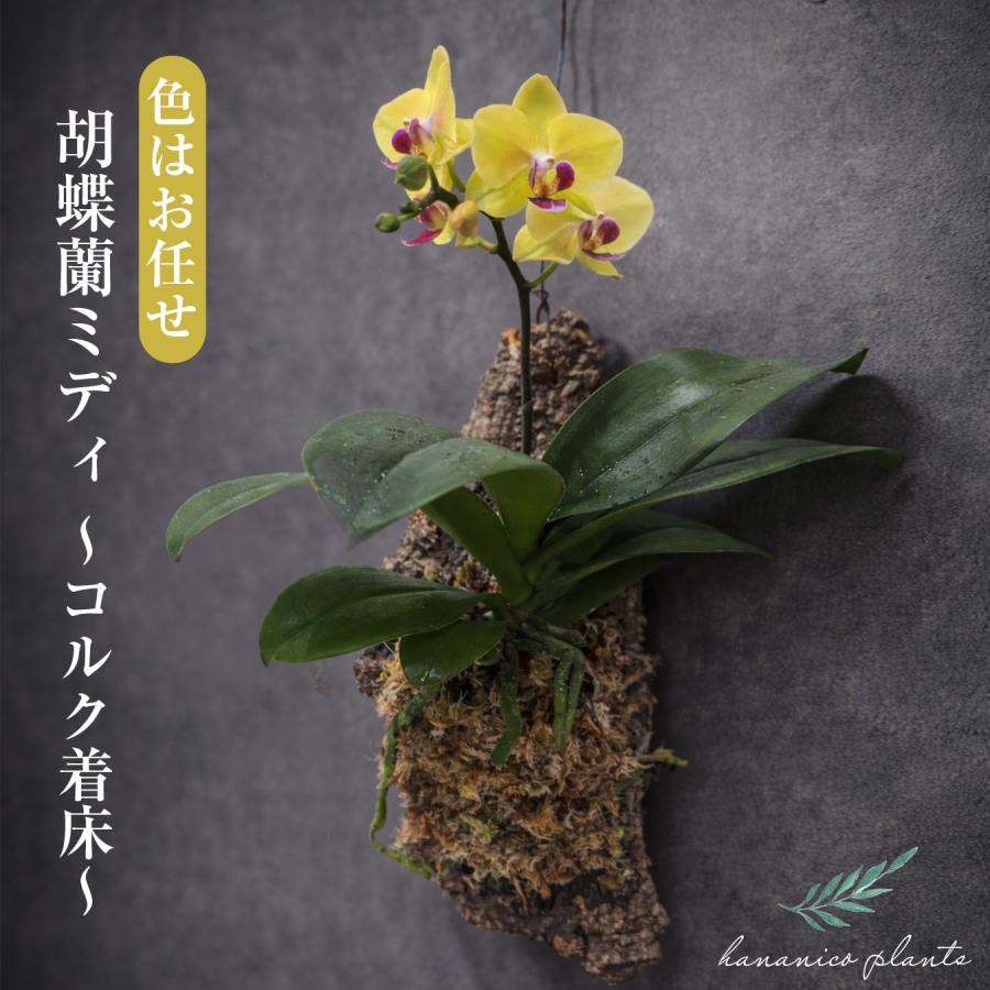 ミディ胡蝶蘭 コルク着床仕立て｜自然を飾る胡蝶蘭 お色お任せ 本物