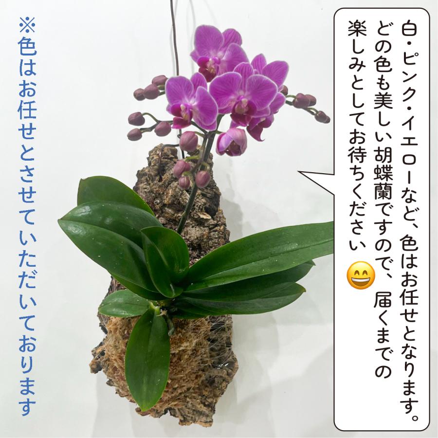 ミディ胡蝶蘭 コルク着床仕立て｜自然を飾る胡蝶蘭 お色お任せ 本物
