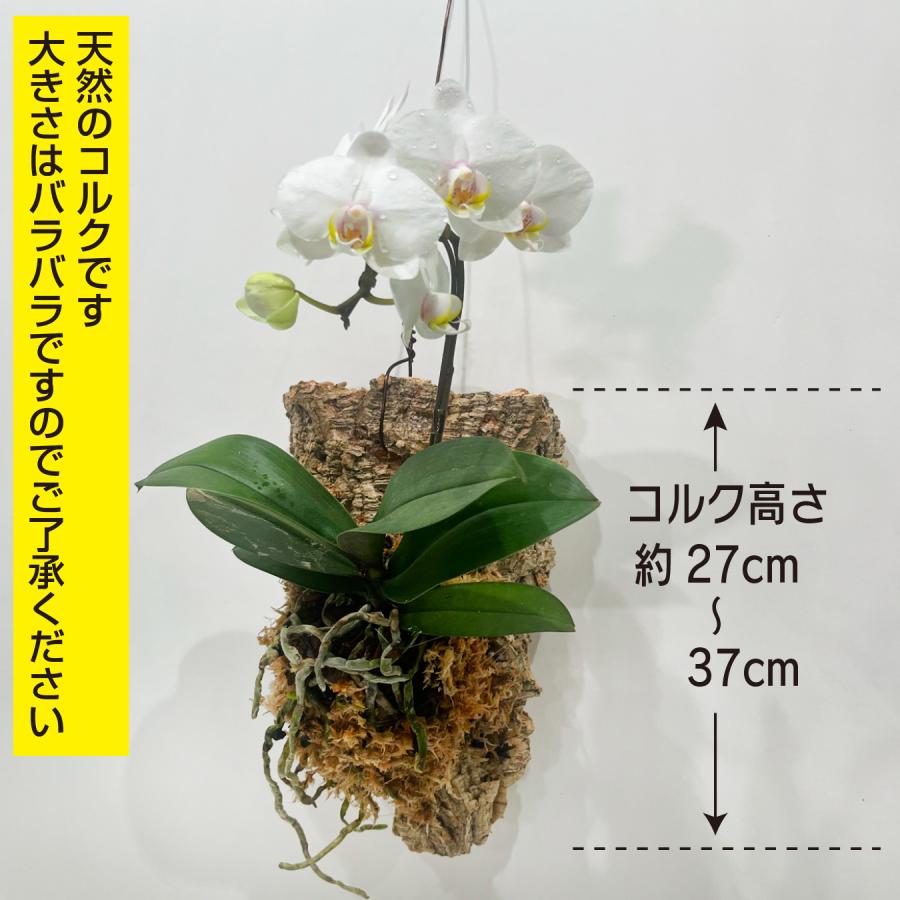 ミディ胡蝶蘭 コルク着床仕立て｜自然を飾る胡蝶蘭 お色お任せ 本物