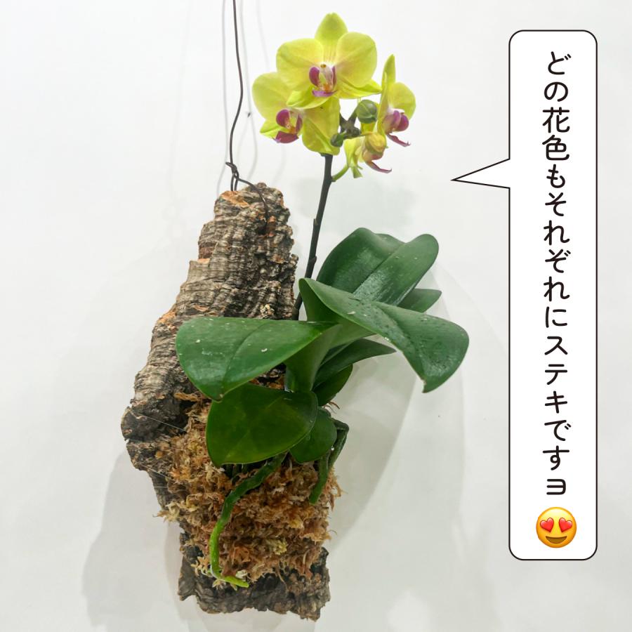 ミディ胡蝶蘭 コルク着床仕立て｜自然を飾る胡蝶蘭 お色お任せ 本物