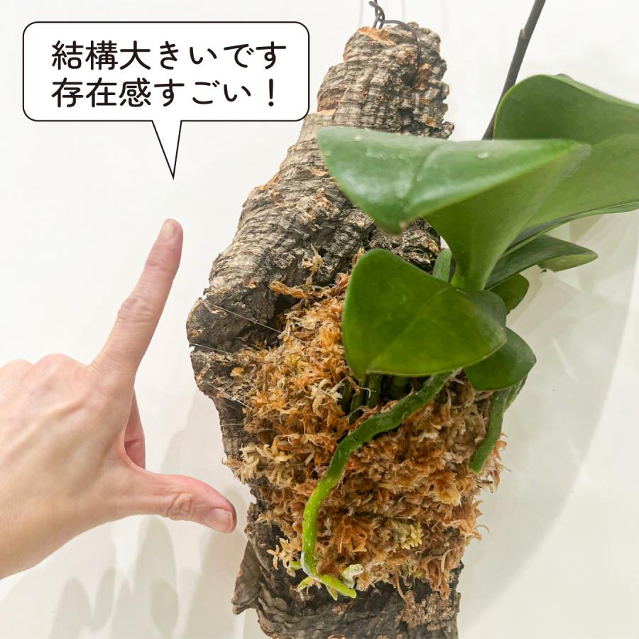 ミディ胡蝶蘭 コルク着床仕立て｜自然を飾る胡蝶蘭 お色お任せ 本物
