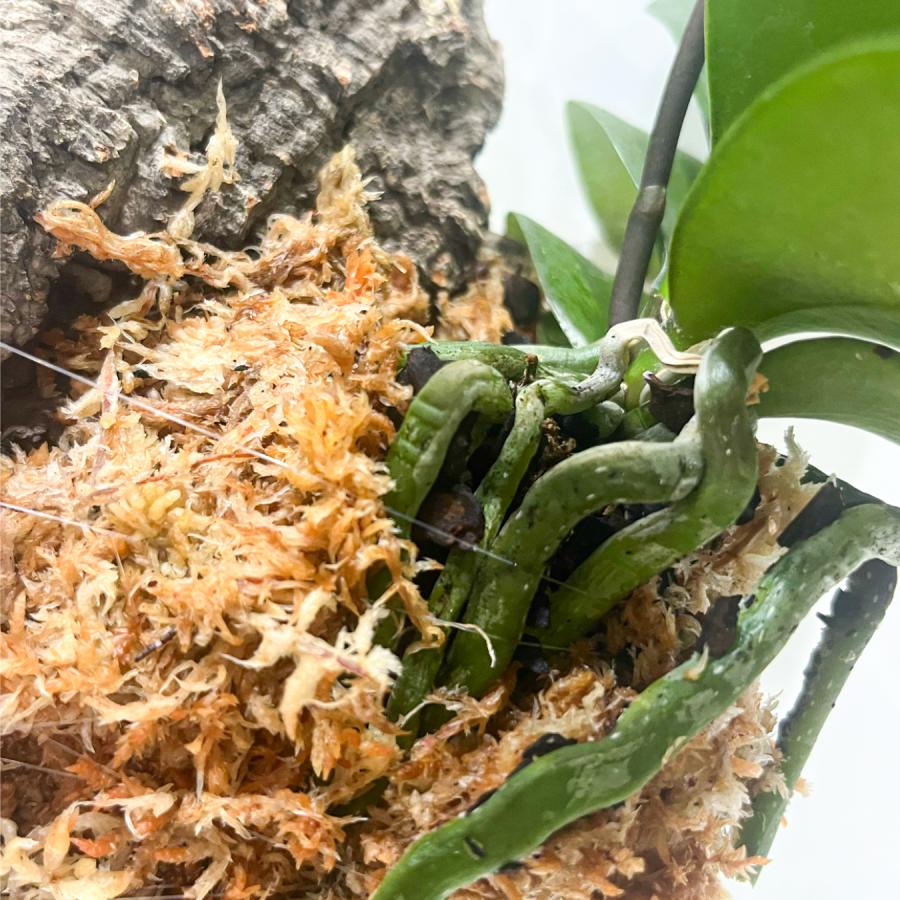 ミディ胡蝶蘭 コルク着床仕立て｜自然を飾る胡蝶蘭 お色お任せ 本物
