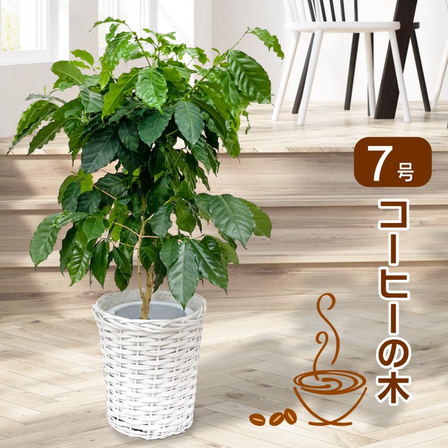 コーヒーの木 ツヤツヤの葉 7号鉢 大きいサイズ 観葉植物 育てやすい