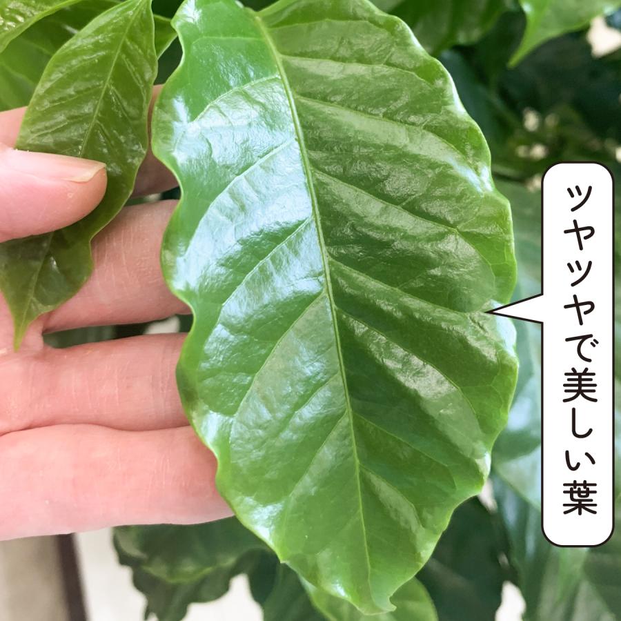 コーヒーの木 ツヤツヤの葉 7号鉢 大きいサイズ 観葉植物 育てやすい