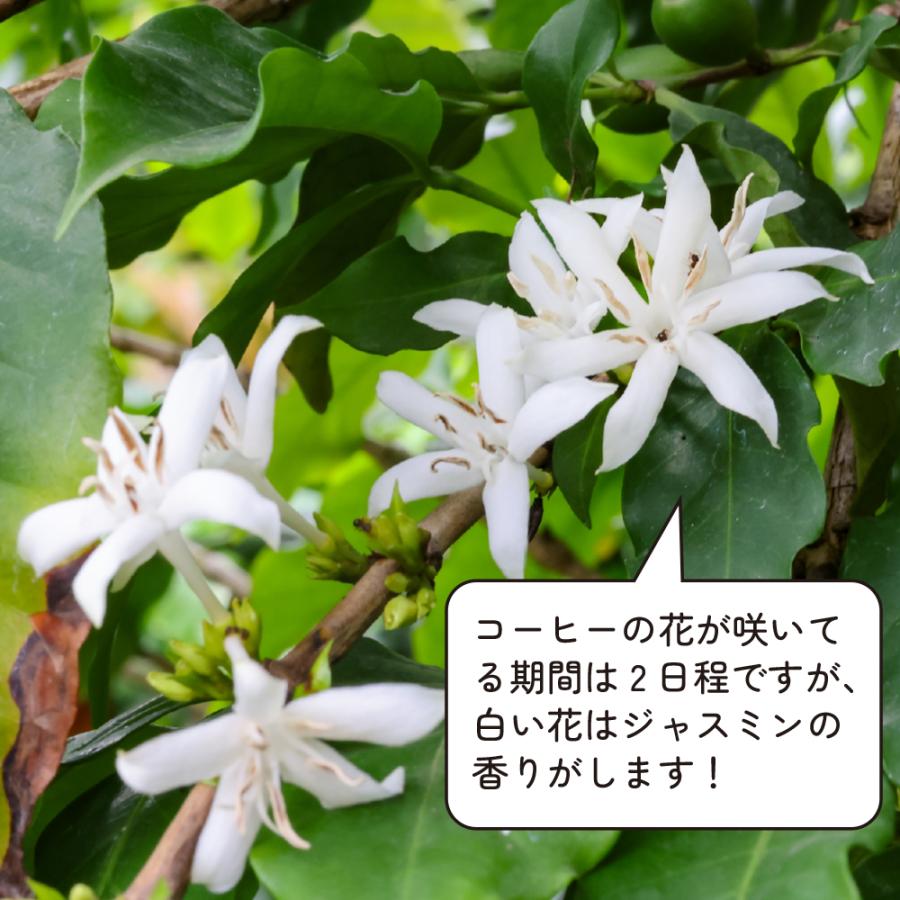 コーヒーの木 ツヤツヤの葉 7号鉢 大きいサイズ 観葉植物 育てやすい