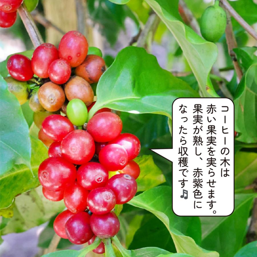 コーヒーの木 ツヤツヤの葉 7号鉢 大きいサイズ 観葉植物 育てやすい