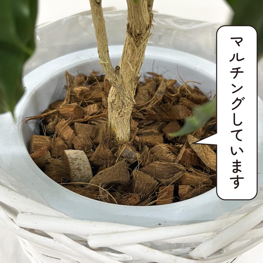コーヒーの木 ツヤツヤの葉 7号鉢 大きいサイズ 観葉植物 育てやすい