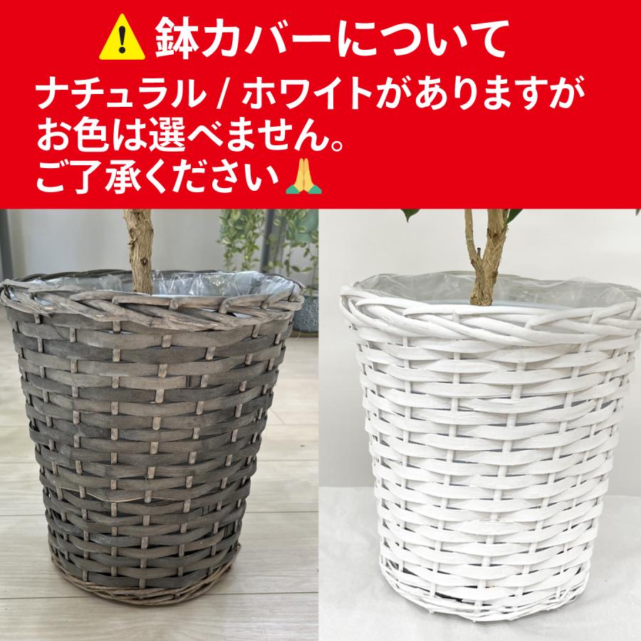 コーヒーの木 ツヤツヤの葉 7号鉢 大きいサイズ 観葉植物 育てやすい