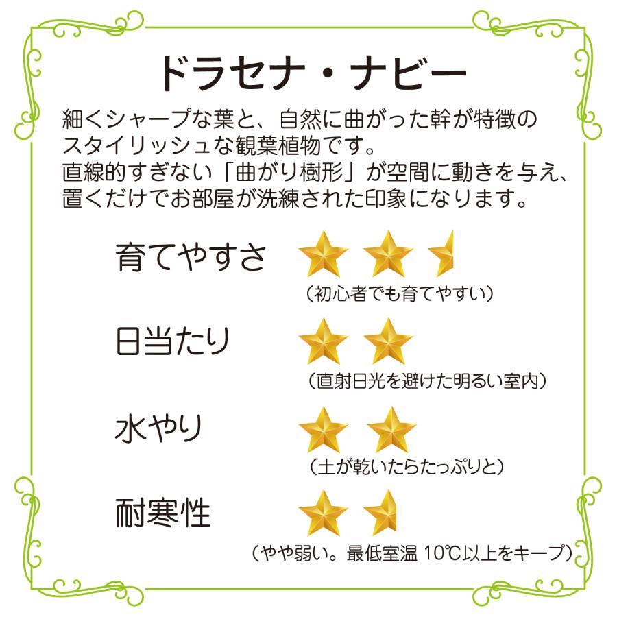 ドラセナ・ナビー 曲がり 観葉植物｜スタイリッシュな樹形 インテリア