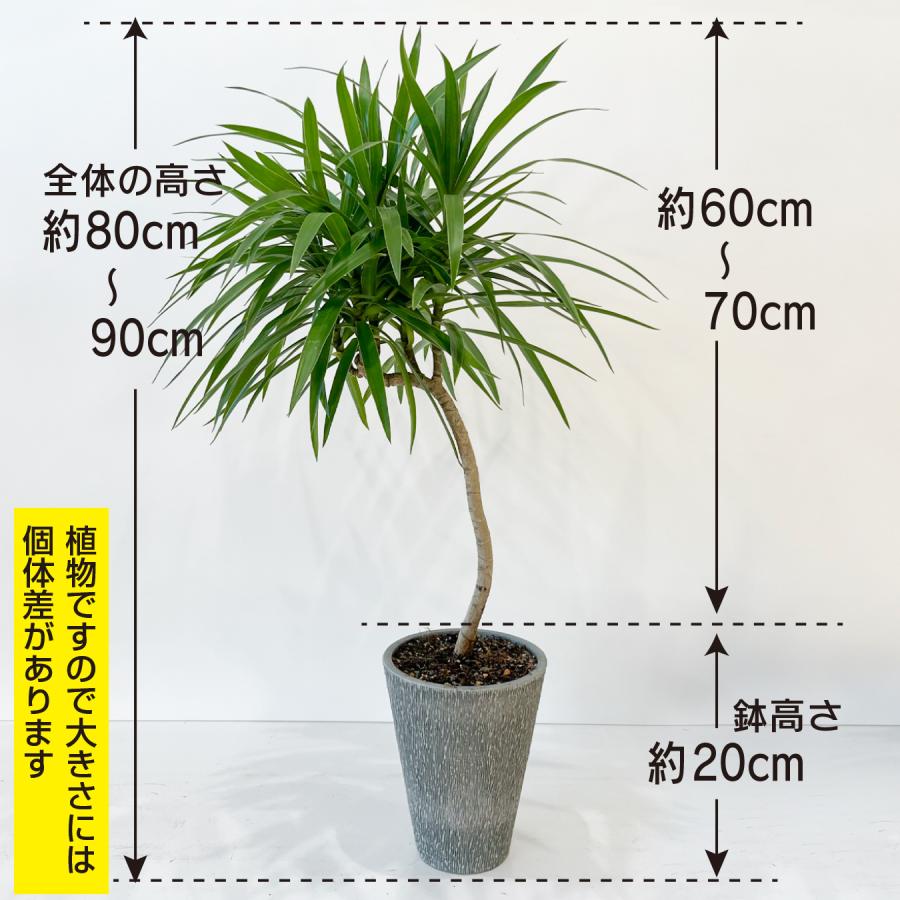 ドラセナ・ナビー 曲がり 観葉植物｜スタイリッシュな樹形 インテリア