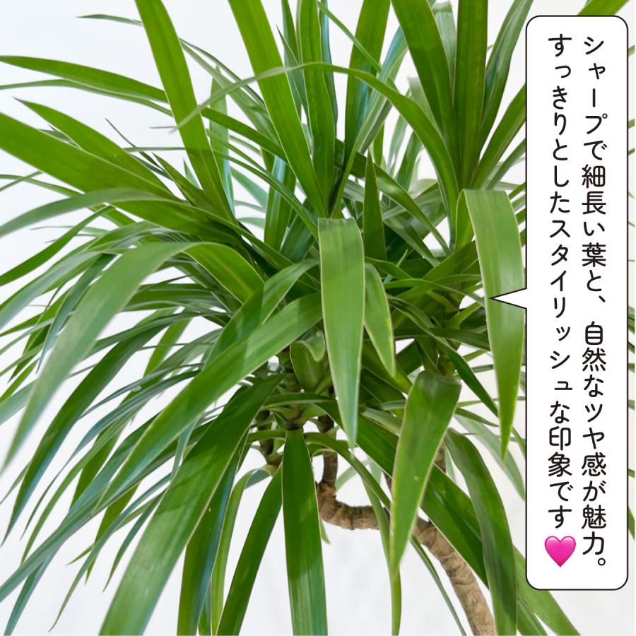 ドラセナ・ナビー 曲がり 観葉植物｜スタイリッシュな樹形 インテリア