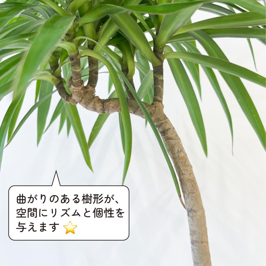 ドラセナ・ナビー 曲がり 観葉植物｜スタイリッシュな樹形 インテリア