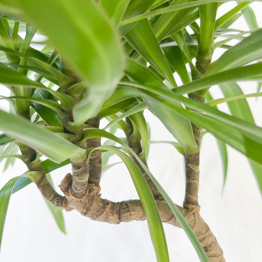 ドラセナ・ナビー 曲がり 観葉植物｜スタイリッシュな樹形 インテリア