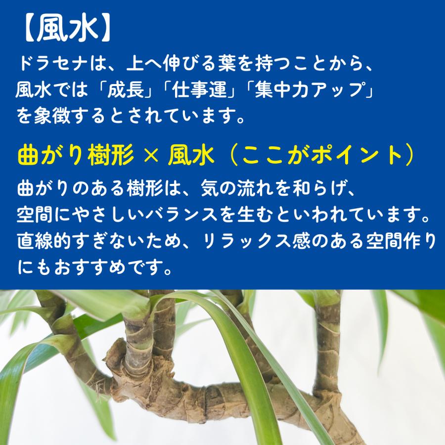 ドラセナ・ナビー 曲がり 観葉植物｜スタイリッシュな樹形 インテリア
