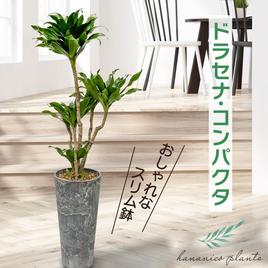 ドラセナ コンパクタ おしゃれなスリム鉢 幸運の植物 本物 観葉植物