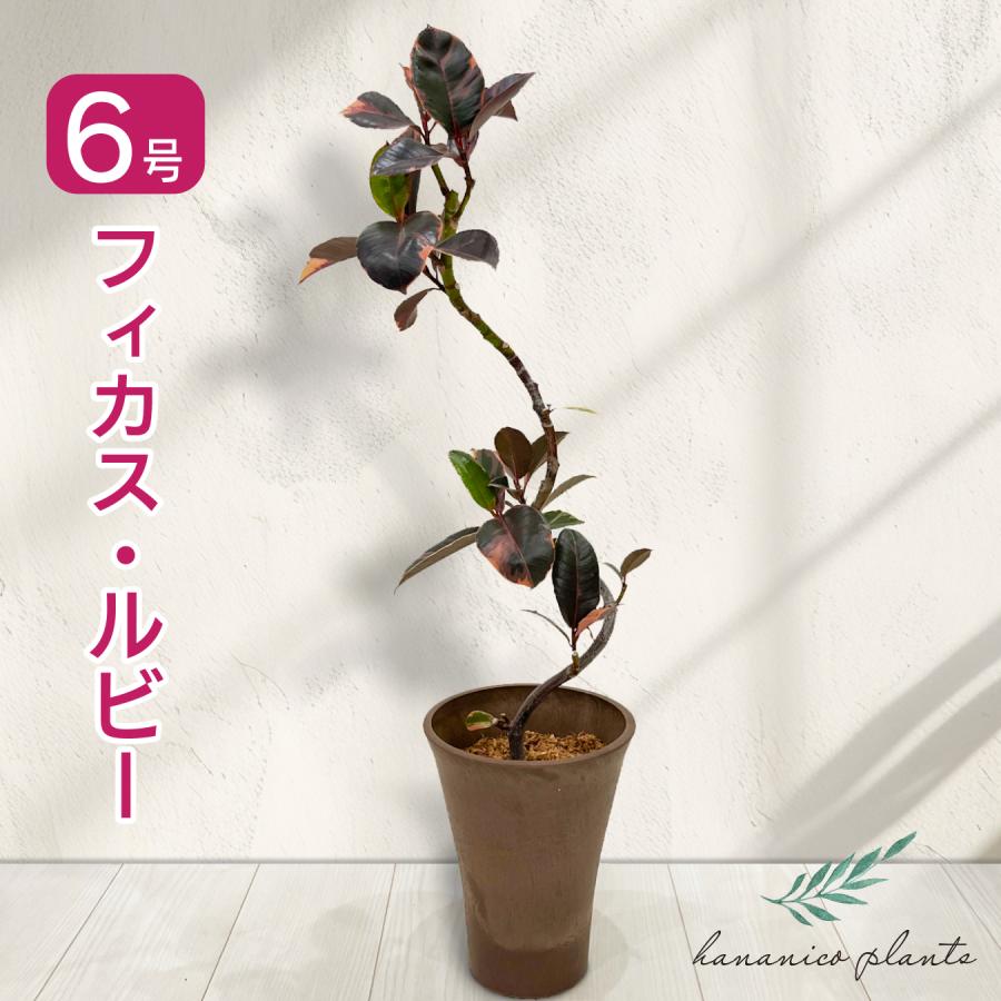 フィカス ルビー（斑入りゴムの木） フィカス ルビー 6号鉢 斑入り ゴムの木 鮮やかピンクの斑入り 観葉