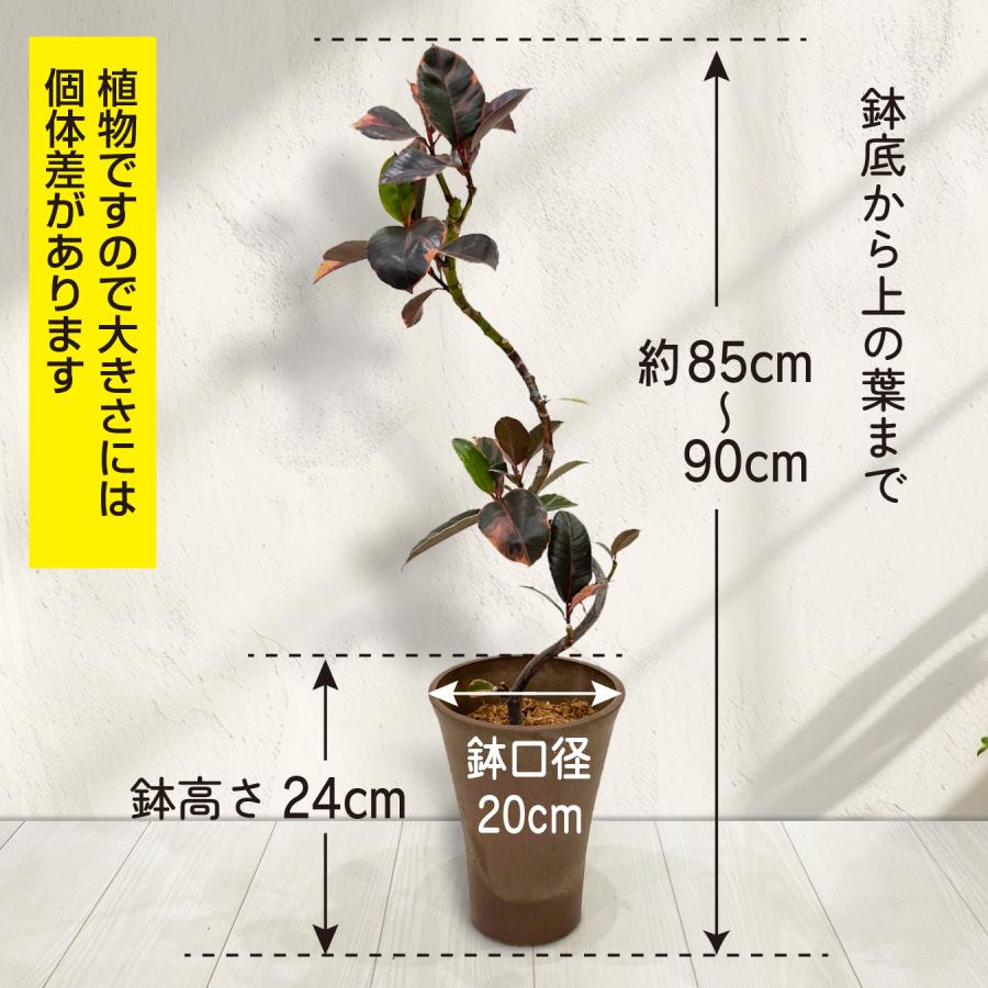 フィカス ルビー 6号鉢 斑入り ゴムの木 鮮やかピンクの斑入り 観葉