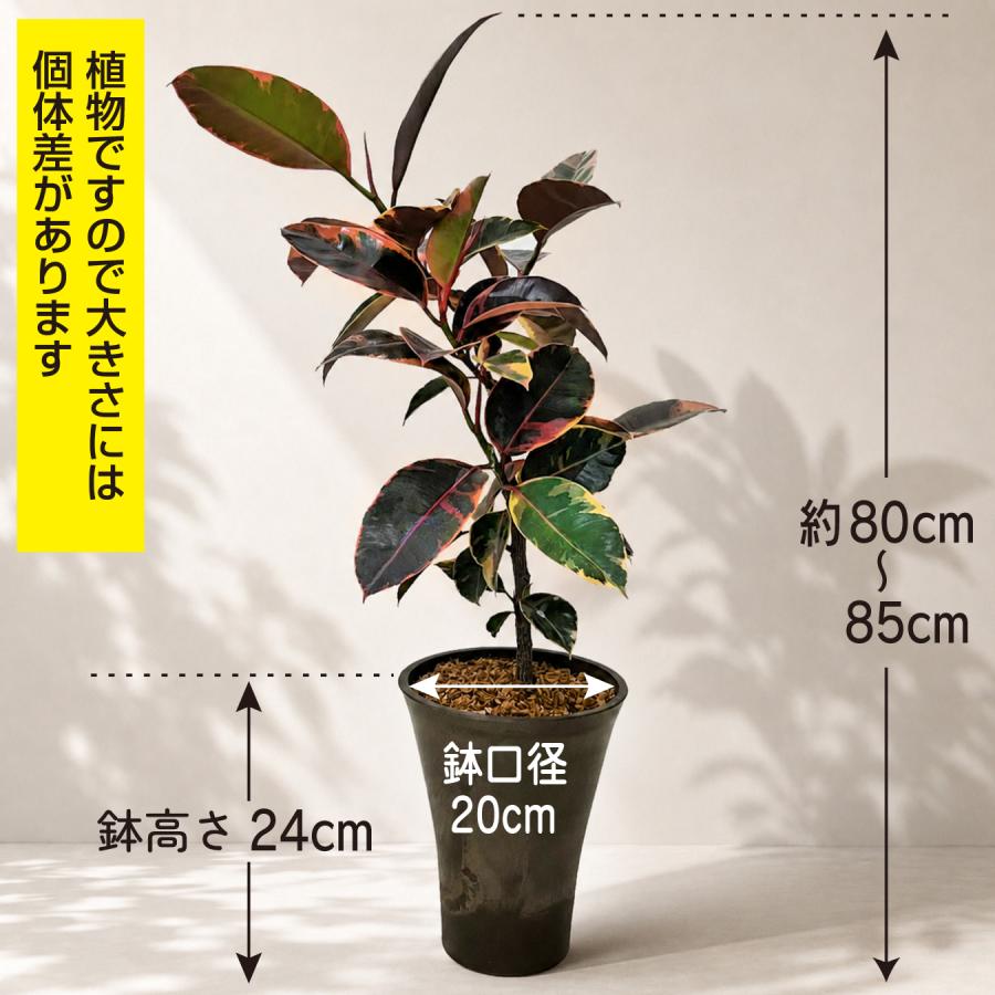 フィカス ルビー 6号鉢 斑入り ゴムの木 鮮やかピンクの斑入り 観葉