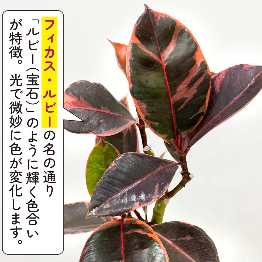 フィカス ルビー 6号鉢 斑入り ゴムの木 鮮やかピンクの斑入り 観葉