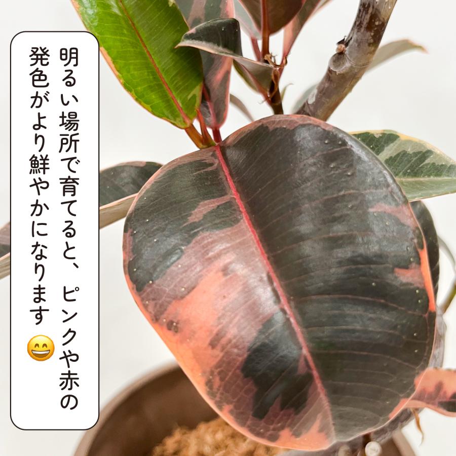 フィカス ルビー 6号鉢 斑入り ゴムの木 鮮やかピンクの斑入り 観葉