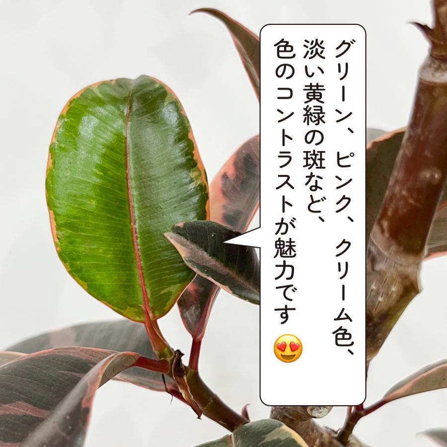 フィカス ルビー 6号鉢 斑入り ゴムの木 鮮やかピンクの斑入り 観葉
