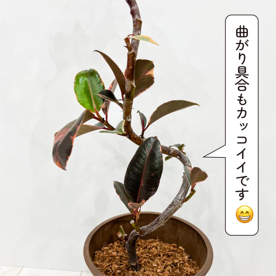 フィカス ルビー 6号鉢 斑入り ゴムの木 鮮やかピンクの斑入り 観葉