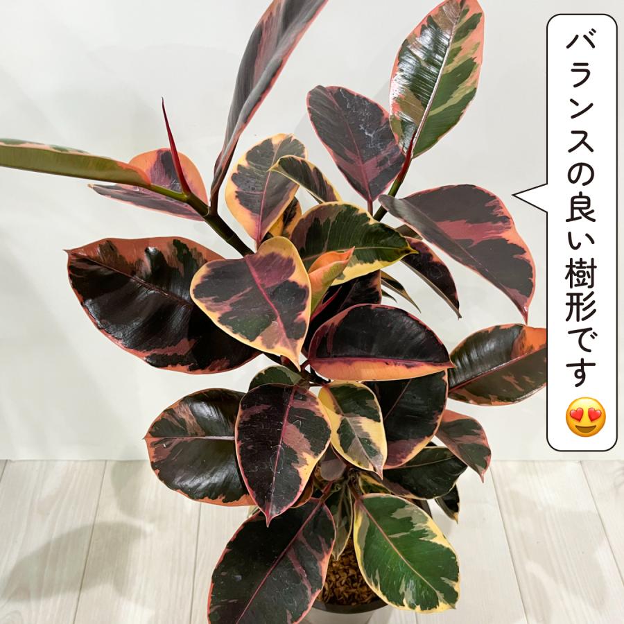 フィカス ルビー（斑入りゴムの木） フィカス ルビー 6号鉢 斑入り ゴムの木 鮮やかピンクの斑入り 観葉