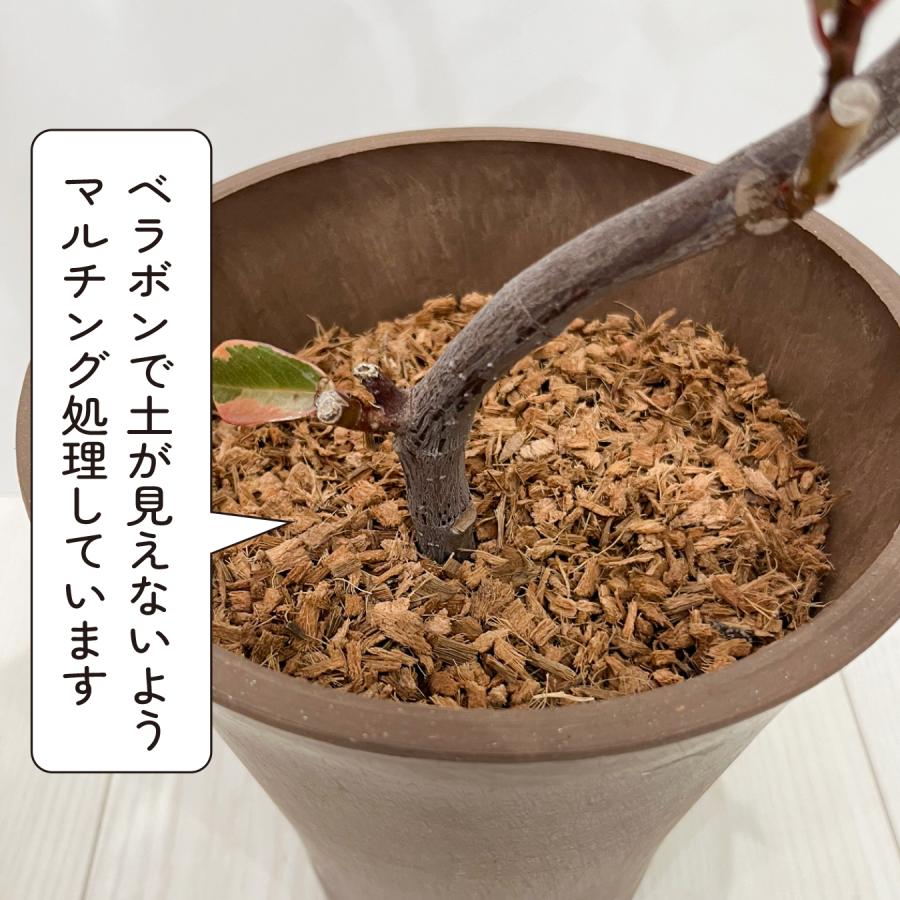 フィカス ルビー 6号鉢 斑入り ゴムの木 鮮やかピンクの斑入り 観葉