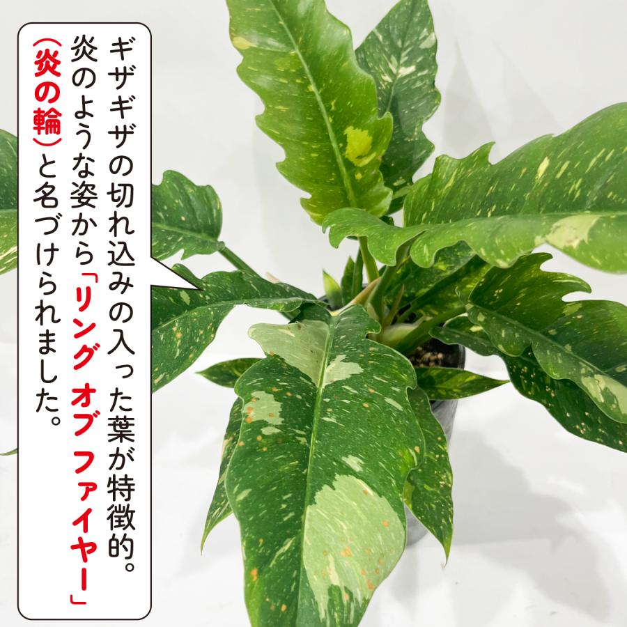 フィロデンドロン リングオブファイヤー 火のような葉色が美しい