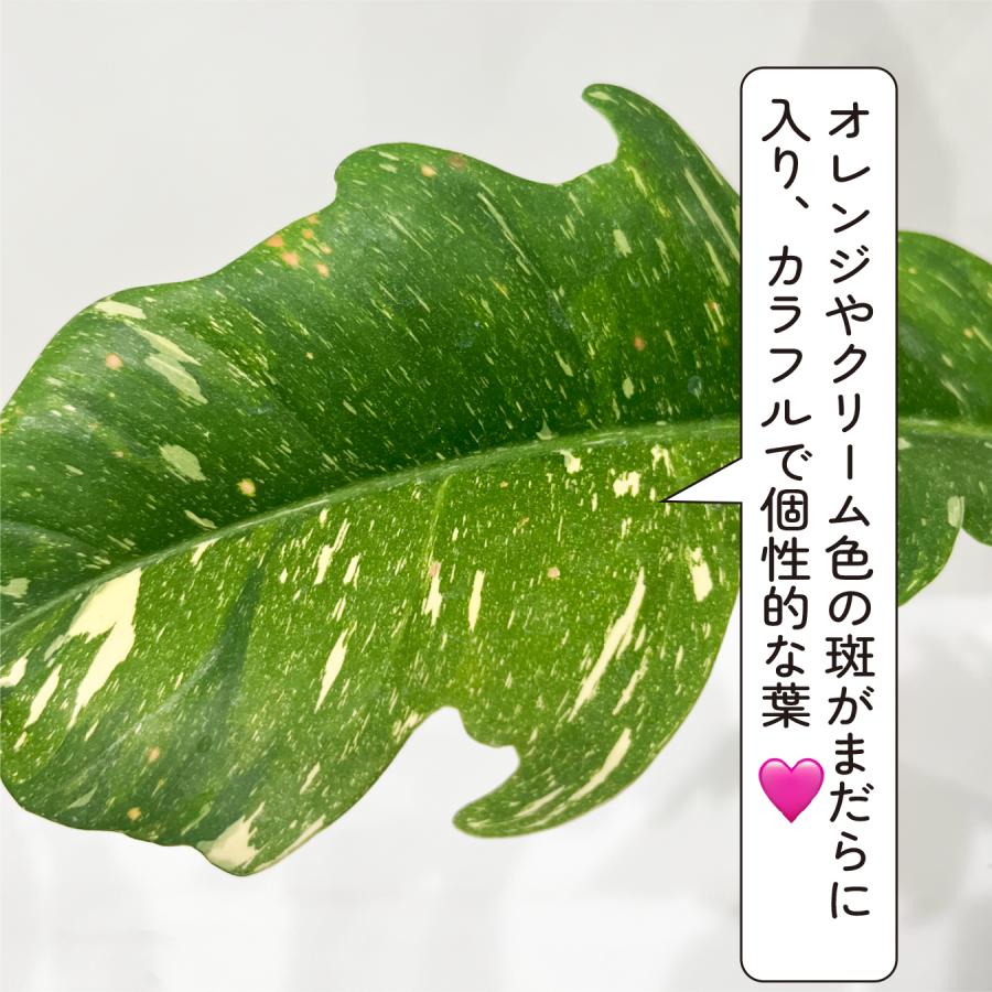 フィロデンドロン リングオブファイヤー 火のような葉色が美しい