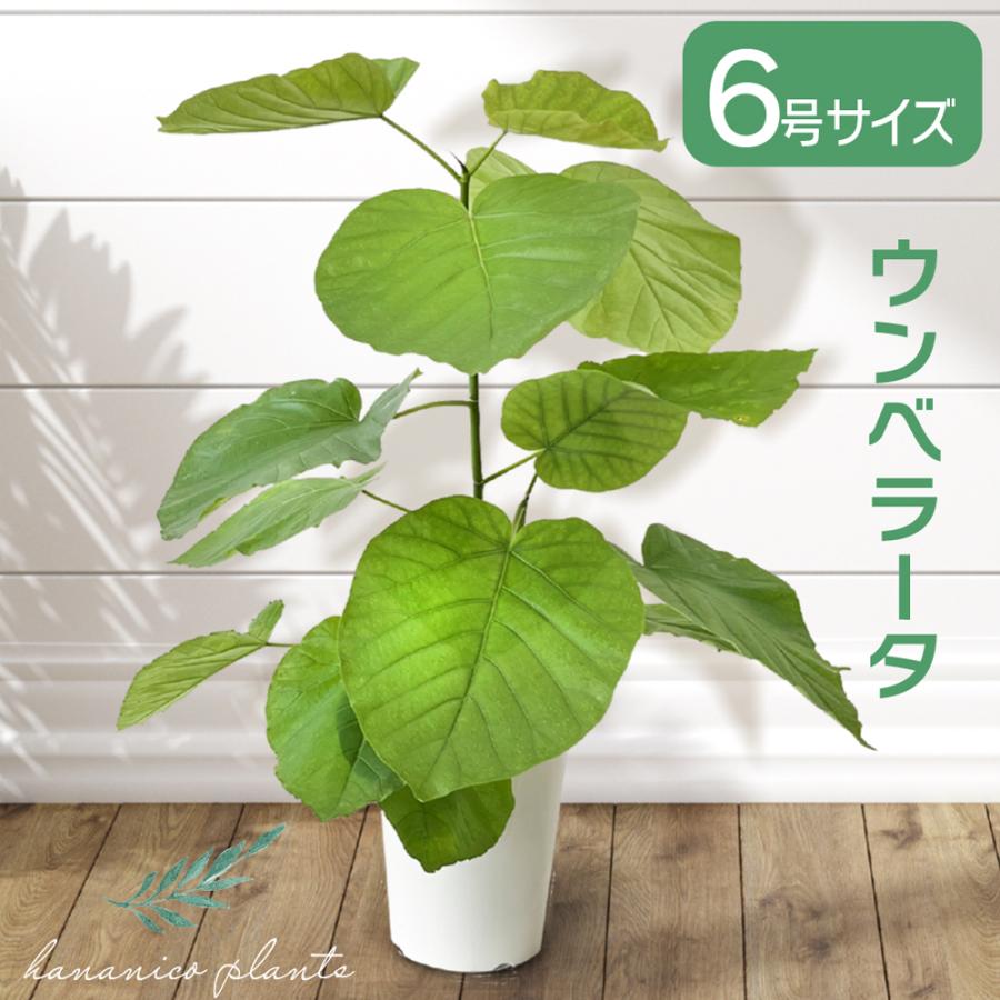 観葉植物 フィカス ウンベラータ 6号鉢 おしゃれ インテリア グリーン