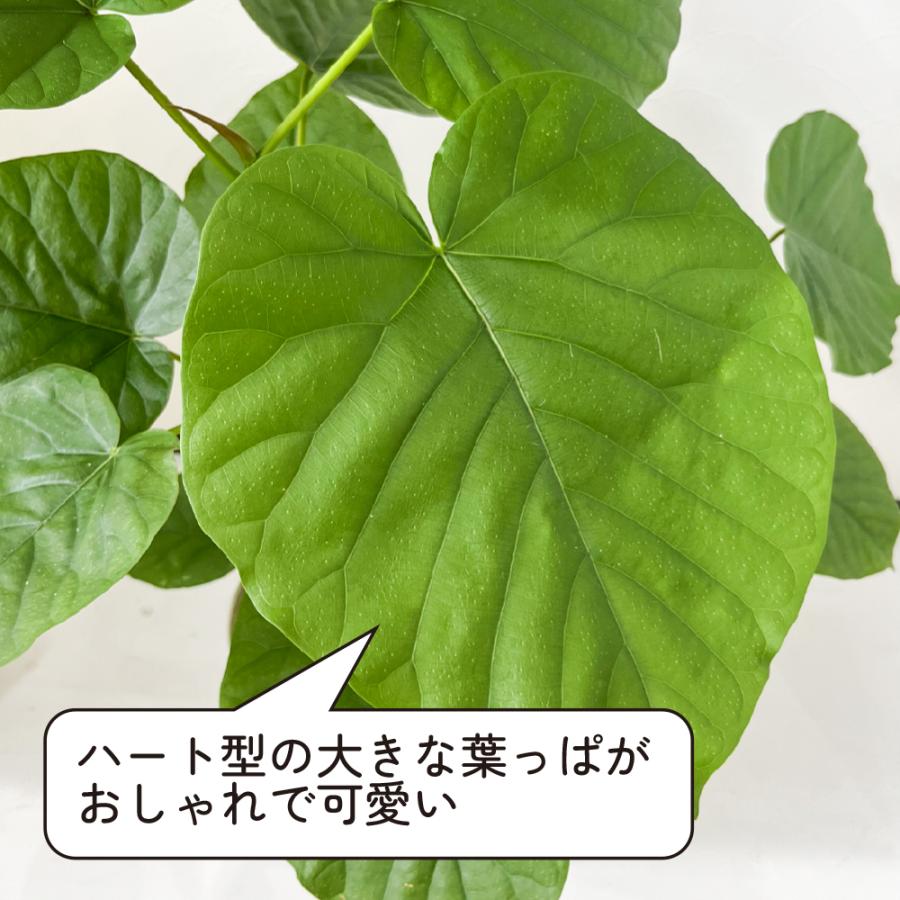 観葉植物 フィカス ウンベラータ 6号鉢 おしゃれ インテリア グリーン