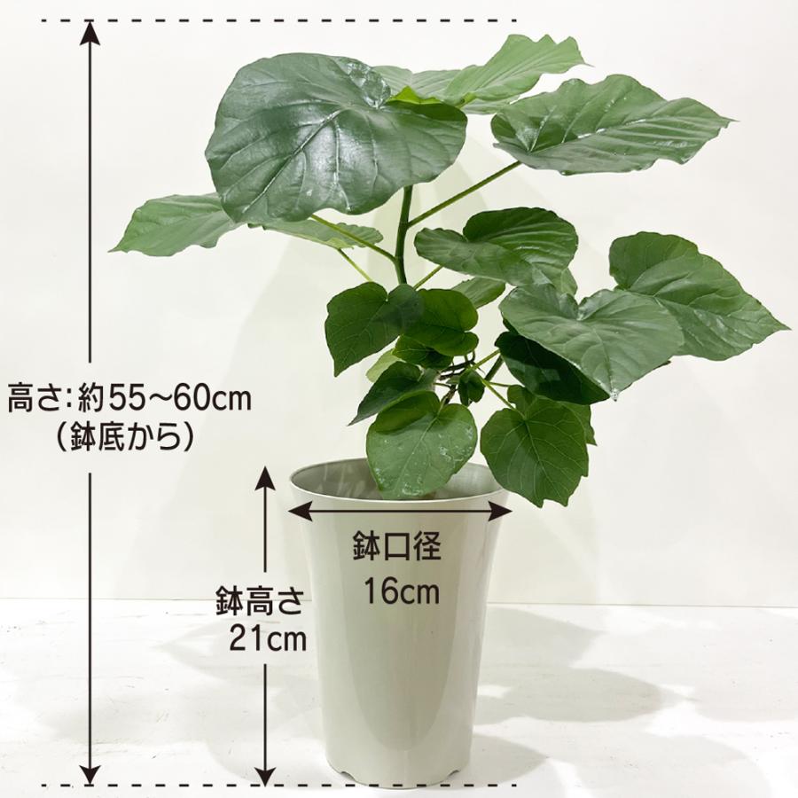 フィカス・ウンベラータ 5.5号鉢 観葉植物 おしゃれ インテリア 室内