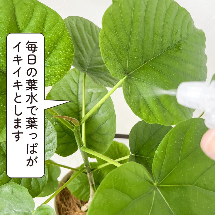 観葉植物 フィカス ウンベラータ 6号鉢 おしゃれ インテリア グリーン