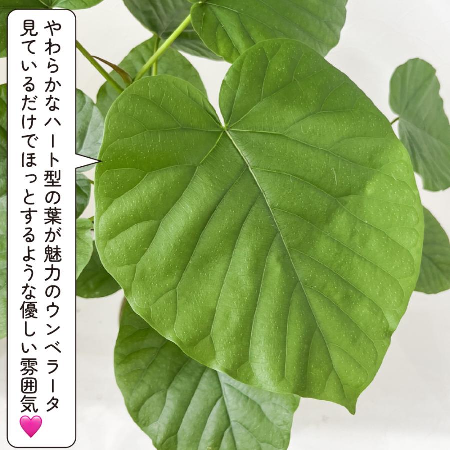 フィカス・ウンベラータ 5.5号鉢 観葉植物 おしゃれ インテリア 室内
