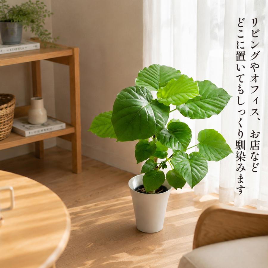 フィカス・ウンベラータ 5.5号鉢 観葉植物 おしゃれ インテリア 室内