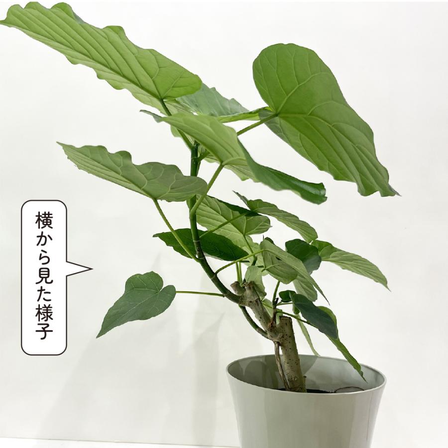 フィカス・ウンベラータ 5.5号鉢 観葉植物 おしゃれ インテリア 室内