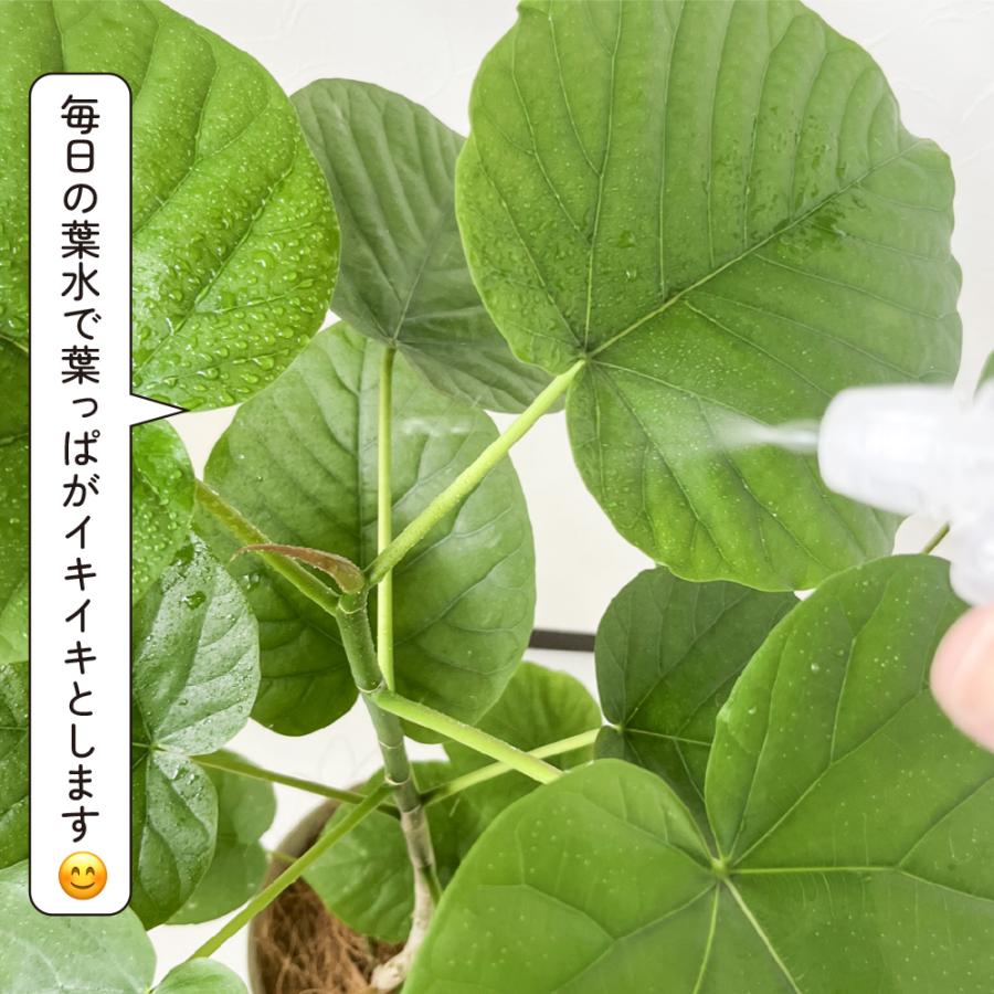 フィカス・ウンベラータ 5.5号鉢 観葉植物 おしゃれ インテリア 室内