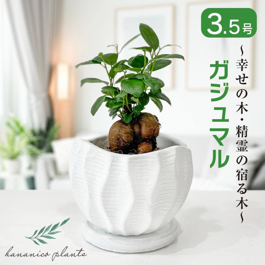 杉玉　約30センチ ‼️縁起物　丸くて幸せ　家族円満♪ 杉玉 約30㎝‼️縁起物 丸くて幸せ 家族円満♪ 公式】鮨 酒