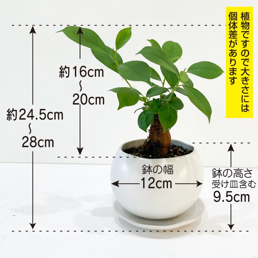ガジュマル 観葉植物 3号 ミニ 卓上 室内 幸せの木 多幸の木