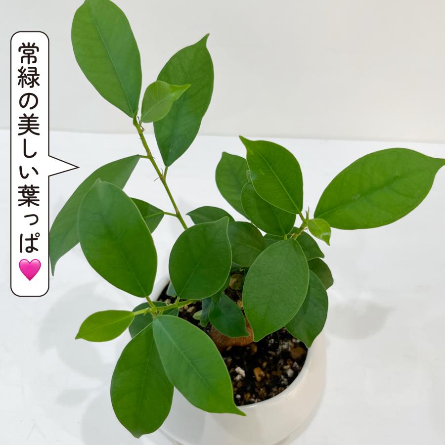 ガジュマル 観葉植物 3号 ミニ 卓上 室内 幸せの木 多幸の木