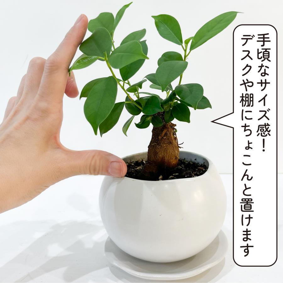 ガジュマル 観葉植物 3号 ミニ 卓上 室内 幸せの木 多幸の木