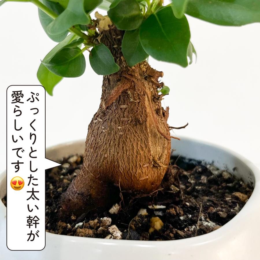 ガジュマル 観葉植物 3号 ミニ 卓上 室内 幸せの木 多幸の木 