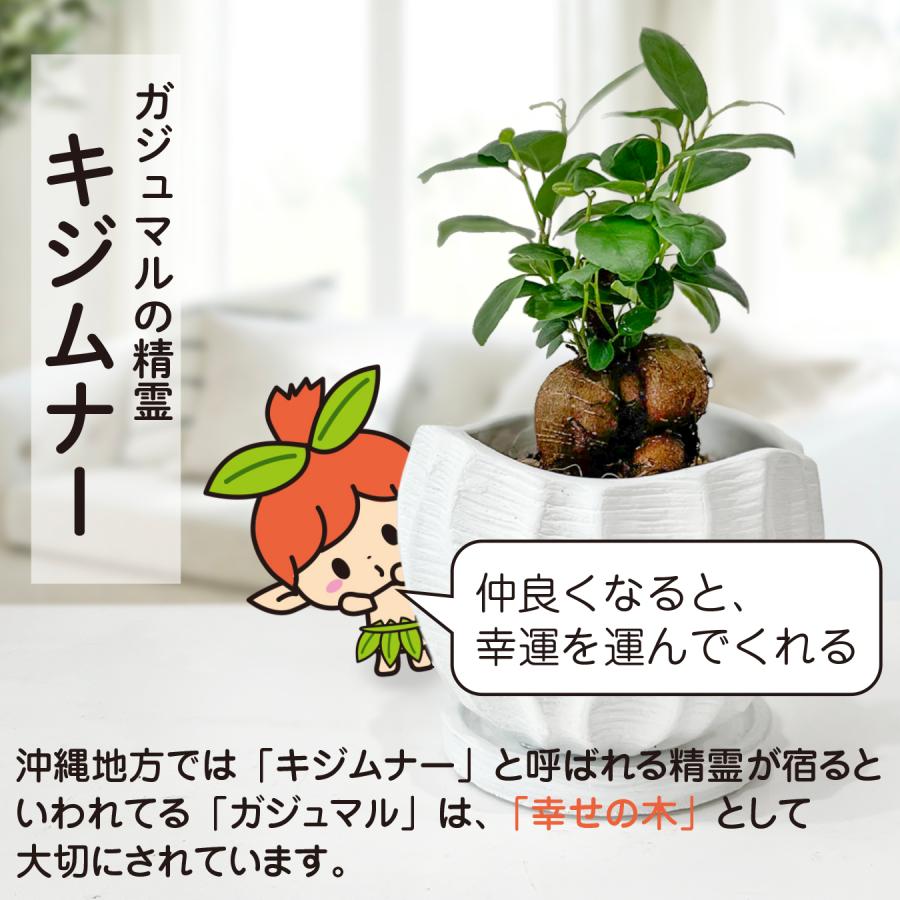ガジュマル 幸せの木 多幸の木 精霊の宿る木 縁起が良い 健康 長寿